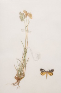 “For posterity’s record” Short Wallaby Grass and the endangered Golden Sun Moth Watercolour on vellum Photo – RLDI 