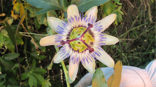 Do not be taken in by this pretty passionfruit flower! 