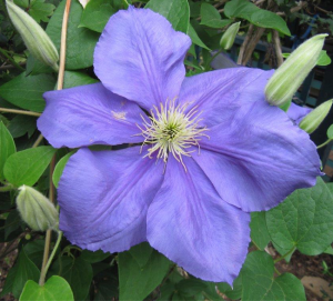 The huge flowers of Clematis “General Sikorski” offer a spectacular show.