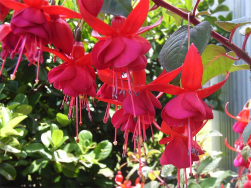 Fuchsias… despite growing well in Canberra, fuchsias are out of fashion with gardeners, which is a pity.