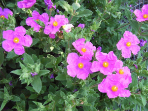 Cistus crispus… a profusion of flowers all summer. 