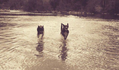 george and orwell at the river