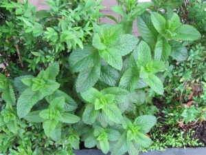 A healthy crop of mint… Tosolini's coffee shop shows the way with small herb gardens. 