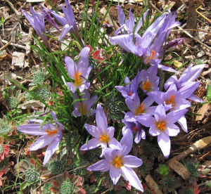 Autumn crocus to compete with spring tulip bulbs. 