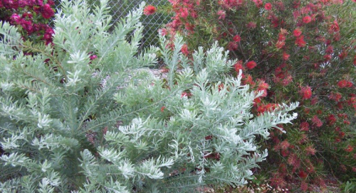 Silver leafed shrubs provide a wonderful contrast in the garden.