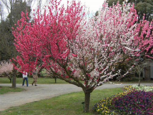 A spring display of Prunus "Versicolour". 