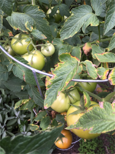 Chutney bound?... Green tomatoes waiting for the right weather. 