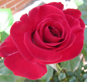 A red, red rose for your valentine. 