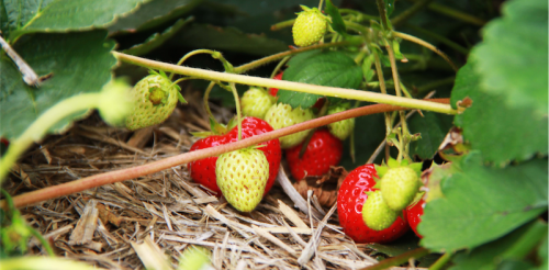 Strawberries... popular and  so easy to grow.