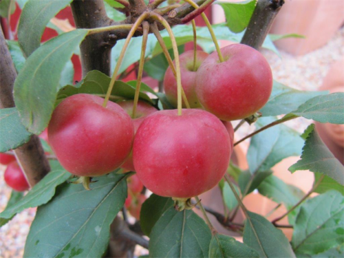 Malus Gorgeous… for great crabapple jelly. 