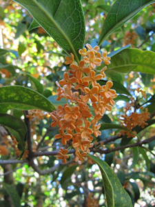 The rich apricot fragrance of Osmanthus aurantiacus. 