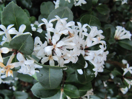 The equally rich fragrance of Osmanthus "Heaven Sent". 