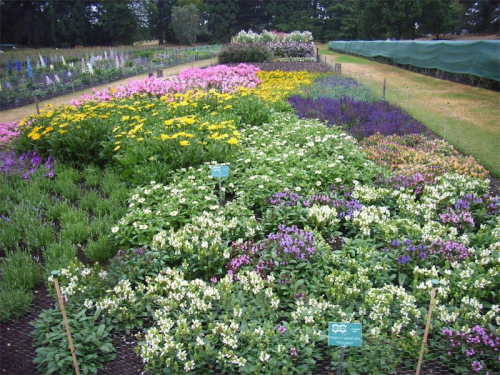 Flower trials at the UK’s Royal Horticultural Society Gardens, Wisley… each plant submitted for appraisal is assessed before it can be named. 