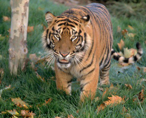 berani the tiger