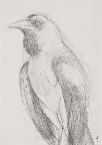 Beaver Galleries - Jan Brown - 'Bird', graphite on paper, 31 x 22cm