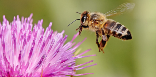 Honey bee… chemical sprays are having a dramatic effect on bees. 