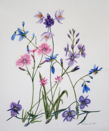 Native Lilies by Vivien Pinder