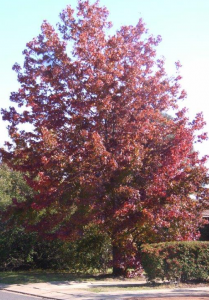 The brilliant autumn colour display of liquidambar. 