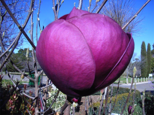 Rich colours… the magnolia "BlackTulip". 
