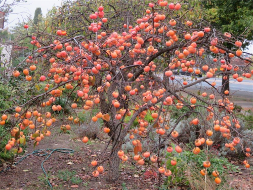 Just how many persimmons will grow on a tree? 