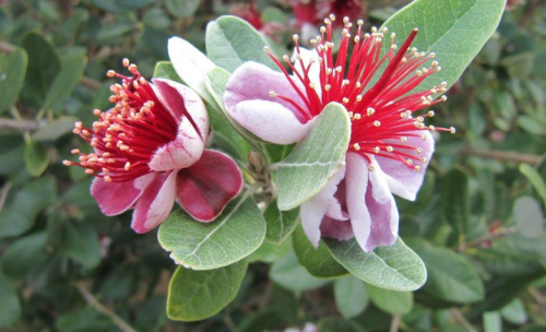 Beautiful flowers of Pineapple guava, ideal as a hedge. 