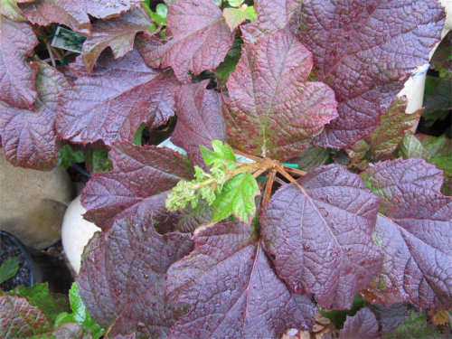 The underrated oak leaf hydrangea for late autumn colour. 