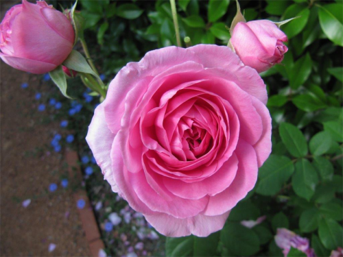 Rosa "Gertude Jekyll" has an astonishing fragrance.