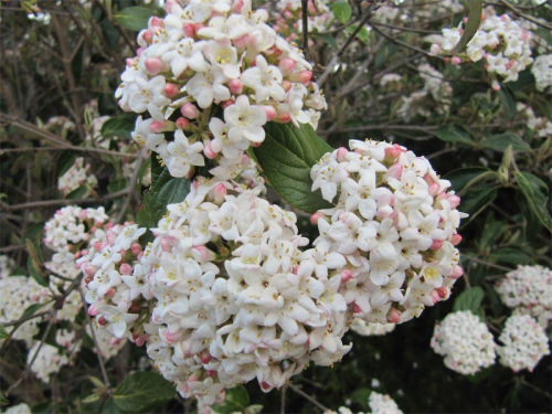Viburnum carlesii is perfect for fragrance 