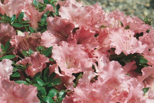 Gumpo azalea… an abundance of flowers. 