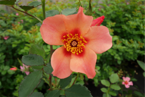Selected as the UK Rose of the Year 2015… the Rosa “For Your Eyes Only”.