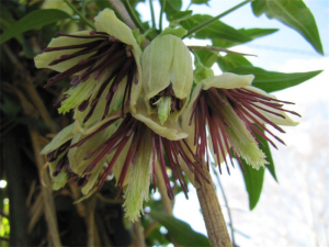Climbing Clematis nepaulensis for winter colour. 
