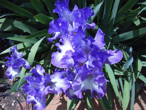 For early spring colour plant Iris rhizomes now. 