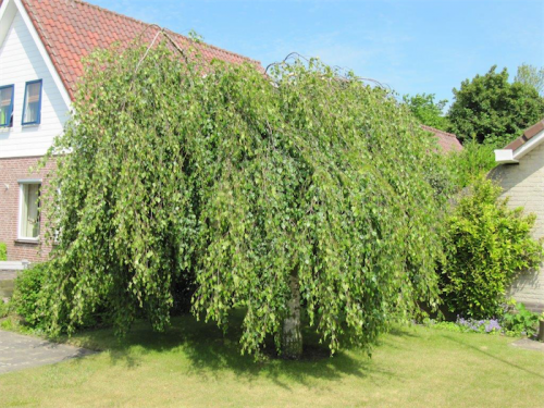 Weeping trees, such as this silver birch, need room to grow. 