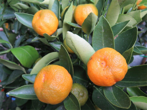 Dwarf Myer Lemon... ideal for container growing. 