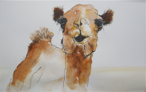 “Young Camel”... pen and wash by Tim Hardy.