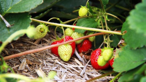 strawberries feature cropped