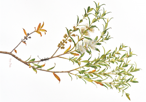 Halina Steele’s painting “Eucalyptus recurva”... purchased by the Royal Horticultural Society. 