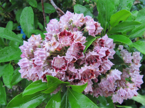 Kalmia or mountain laurel... grows well in Canberra. 