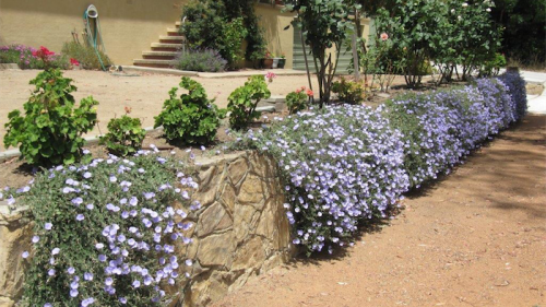 Convolvulus mauritanicus adds interest to a stone wall.   