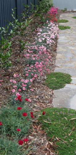 Carpet thyme softens a path combined with Dianthus. 