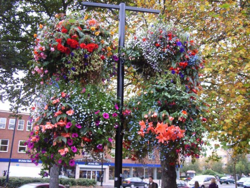 Plant variety is the secret of hanging gardens… for example, these baskets in Belfast, Northern Ireland. 