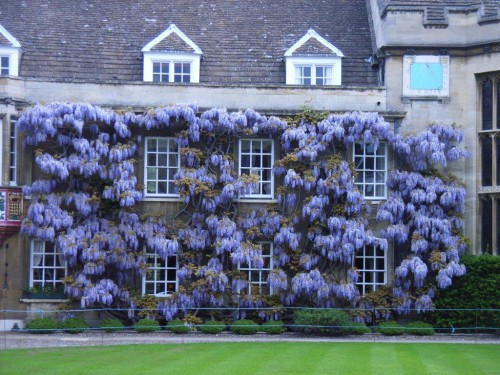 A magnificent display of wisteria. 
