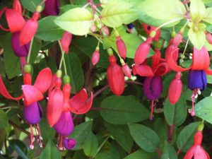 Fuchsias… can only be planted up after the frosts. 