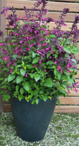 Salvia "Love and Wishes"... growing to just 80cm high, is perfect for container growing. Photo by Plant Growers Australia 