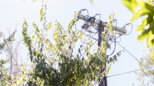ActewAGL is asking the community to check that trees are 1.5 metres clear of powerlines