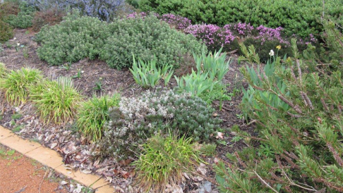 A garden mulched with Canberra Organic Mulch. 
