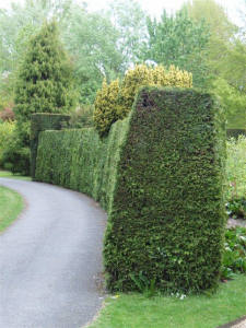 Always trim conifer hedges narrower at the top. 