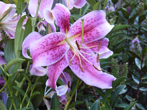 Liliums… provide height and bright colours for a backdrop to any garden bed.