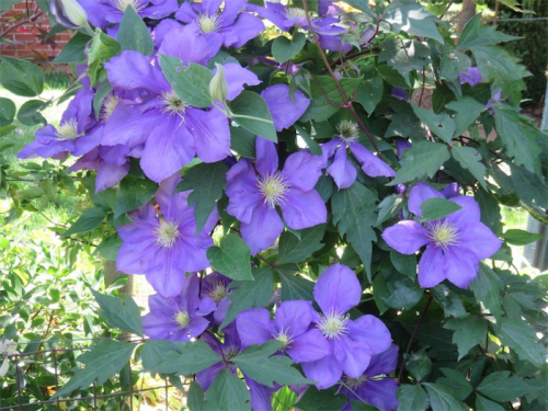 Clematis… large-flowered hybrids are the most popular for a spectacular floral show. 