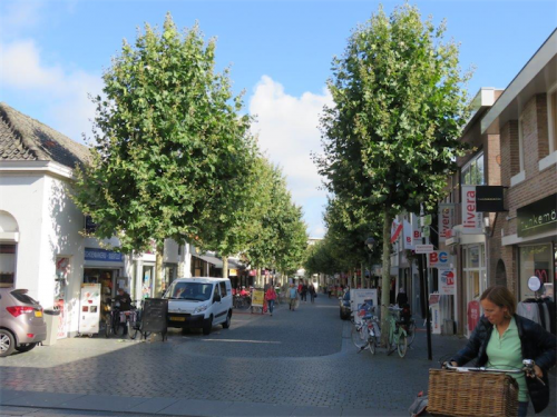 Shady street trees in Holland.
